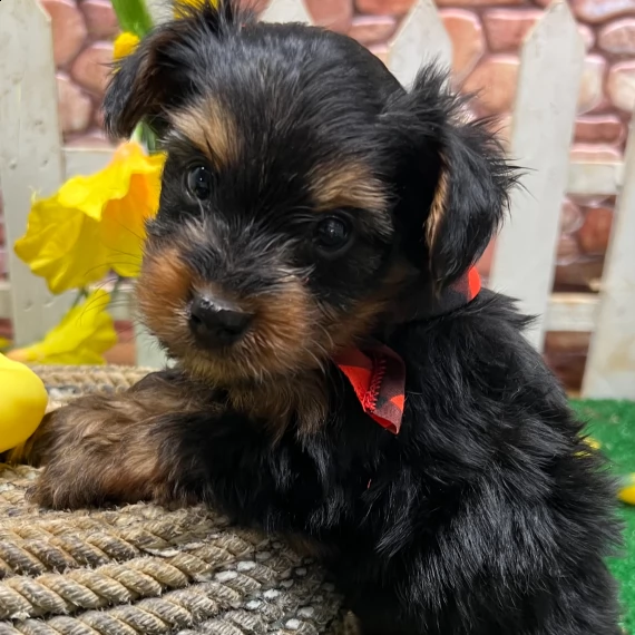 regalo abbiamo avere amorevole yorkie cuccioli per l'adozione