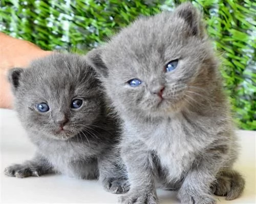 british shorthair'