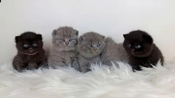 british shorthair.//