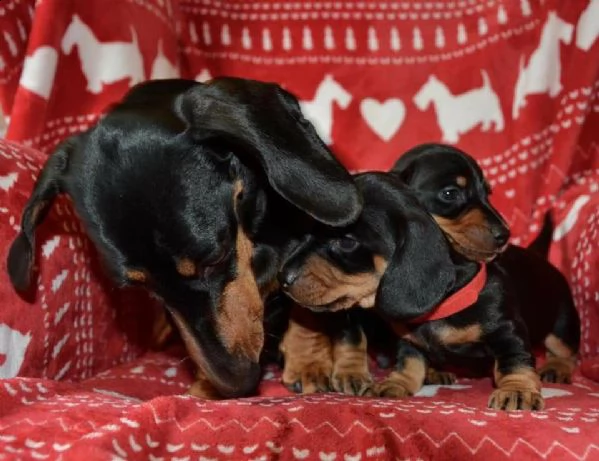 cuccioli di bassotto