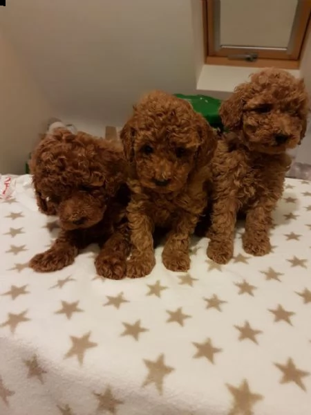 bellissimi cuccioli di barboncino