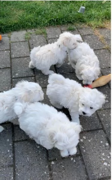 bellissimi cuccioli di yorkie pronti per la nuova casa