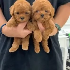  cuccioli di barboncino taglia piccola