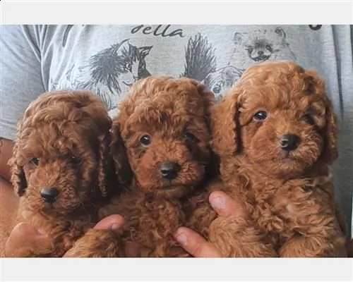  cuccioli di barboncino taglia piccolao