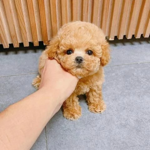  cuccioli di barboncino taglia piccola34d | Foto 1