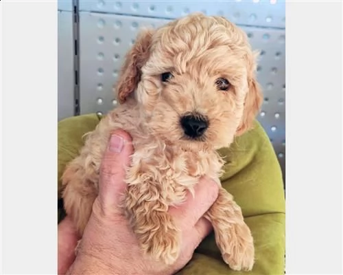  cuccioli di barboncino taglia piccola[ | Foto 2