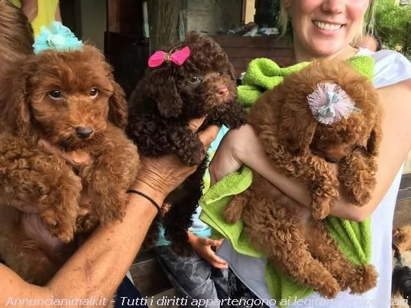  cuccioli di barboncino taglia piccola[ | Foto 0