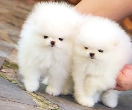  volpino di pomerania maschio