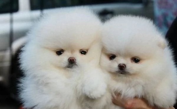  volpino di pomerania maschio | Foto 0