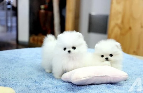  cc volpino di pomerania maschio | Foto 0