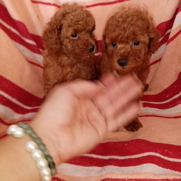  barboncini toy | Foto 1