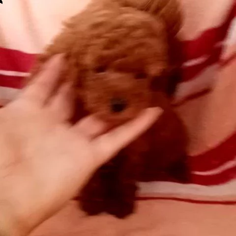  barboncini toy | Foto 0