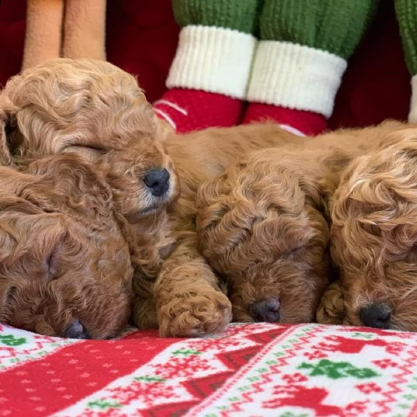  b barboncini toy | Foto 1