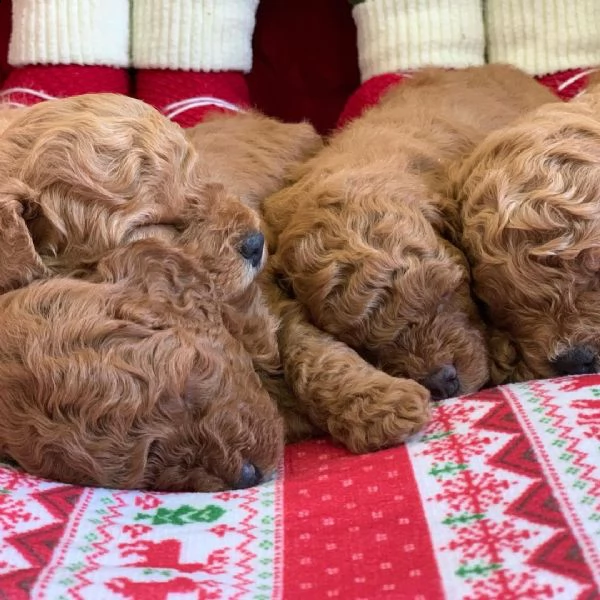  u barboncini toy | Foto 1