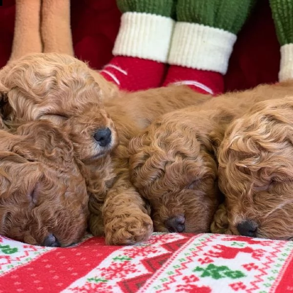  u barboncini toy | Foto 0