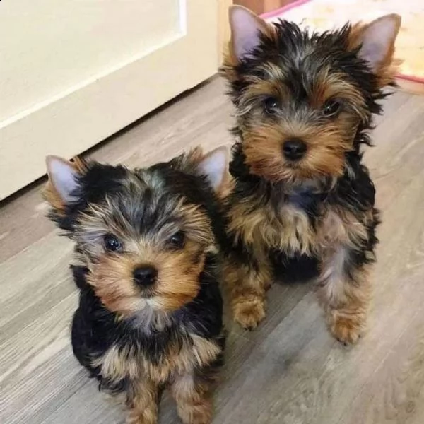 yorkshire toy cuccioli2