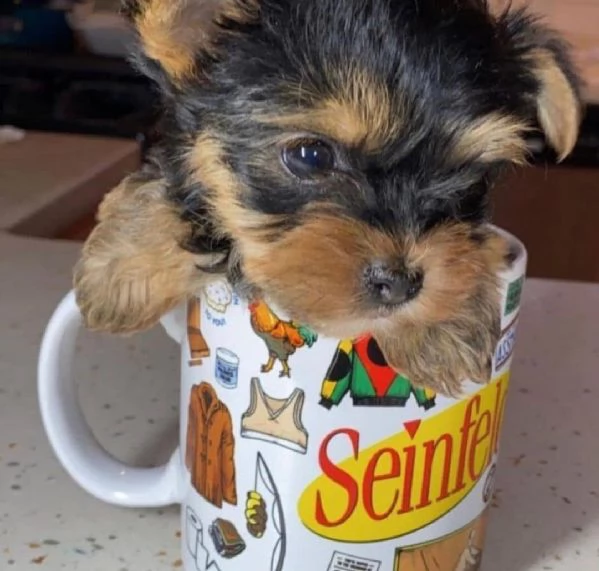 yorkshire toy cucciolibv