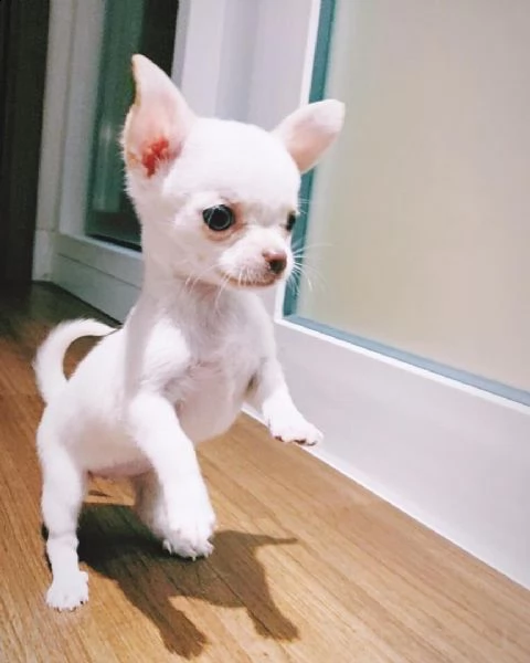  cuccioli di chihuahua pelo lungo e cortonb df | Foto 2