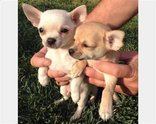  cuccioli di chihuahua pelo lungo e cortonb df