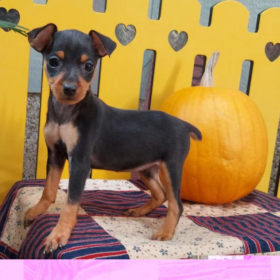regalo cuccioli di pinscher