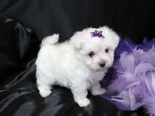  cuccioli di maltese taglia piccola | Foto 1