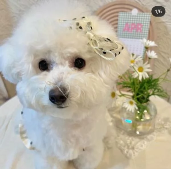  cuccioli di maltese taglia piccola | Foto 0