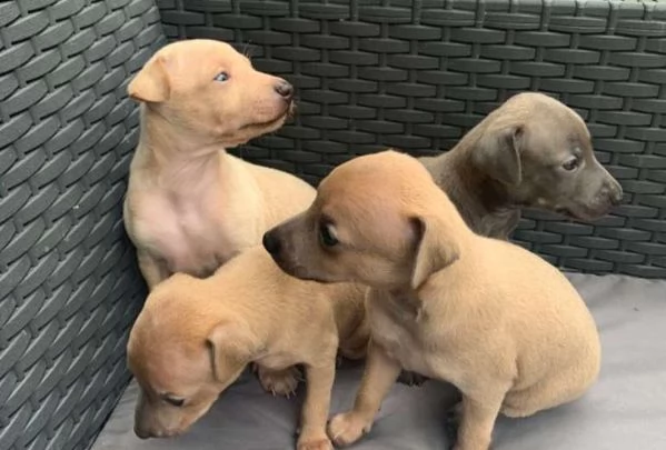 cuccioli di levriero colore sbalorditivo