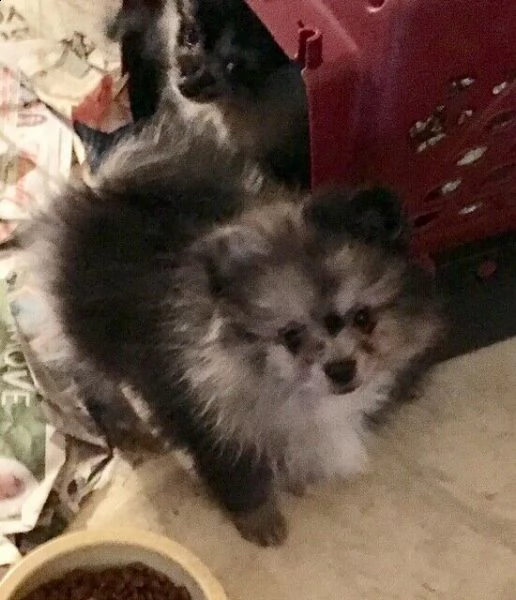 volpino di pomerania | Foto 6