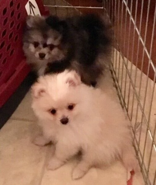 volpino di pomerania