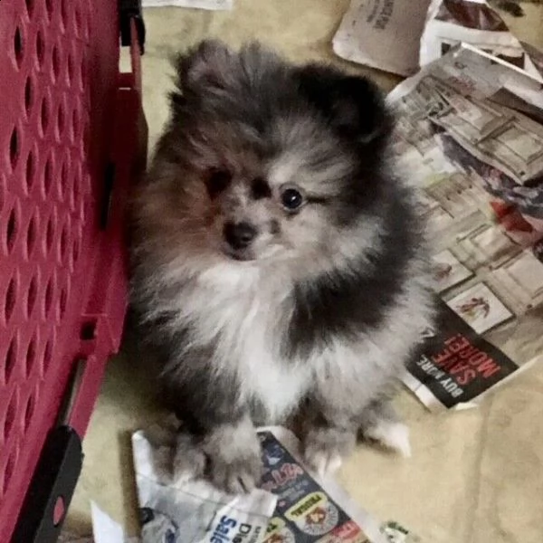 volpino di pomerania | Foto 4