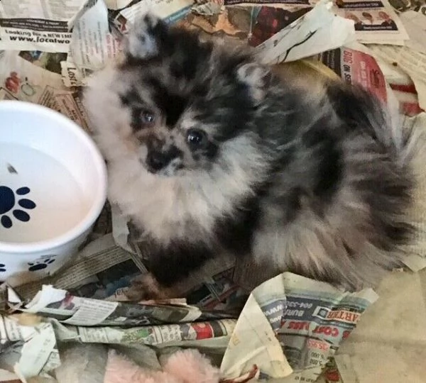 volpino di pomerania | Foto 3