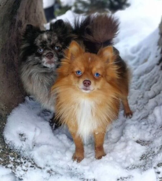 volpino di pomerania | Foto 2