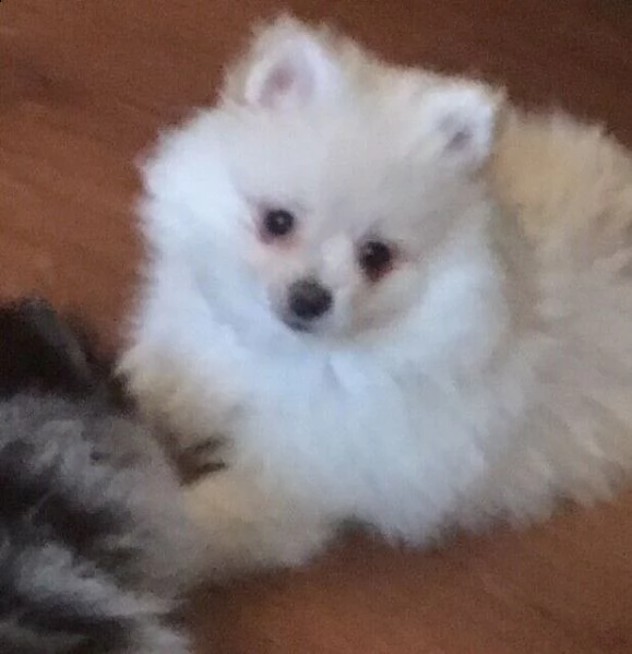 volpino di pomerania | Foto 1