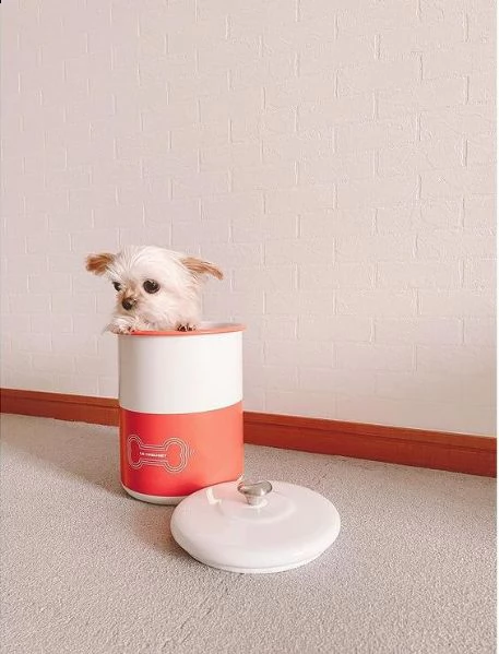 regalo cucciolo regalo cuccioli di chihuahua