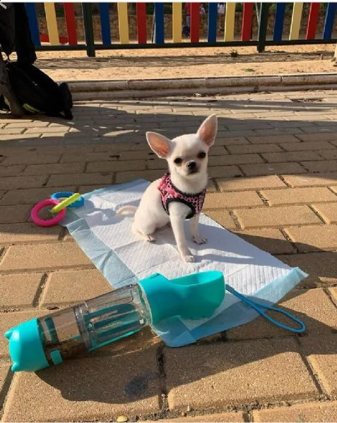 simpatico regalo cucciolo regalo cuccioli di chihuahua....