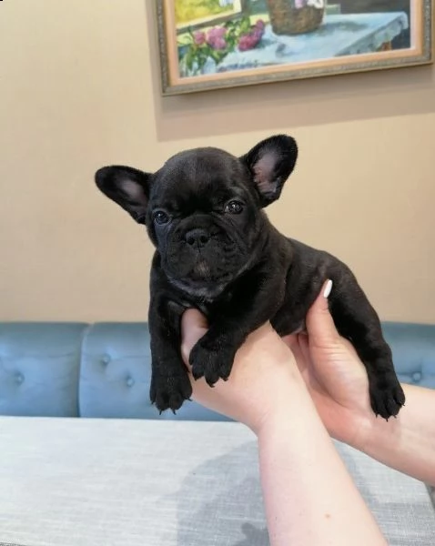 ????dolce regalo cucciolo bulldog francese