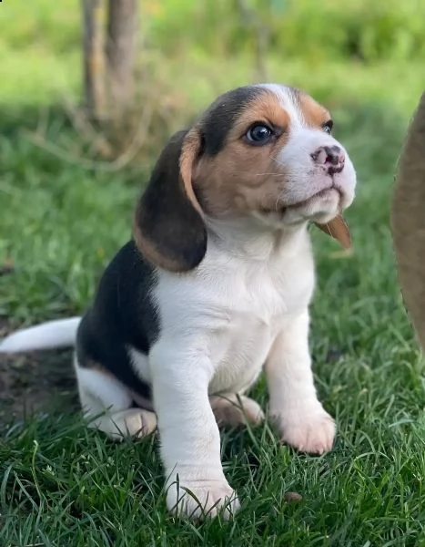 (3)cuccioli di beagle cioccolato con pedigree | Foto 4
