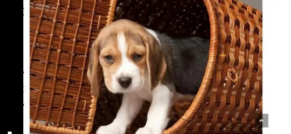 (3)cuccioli di beagle cioccolato con pedigree | Foto 3