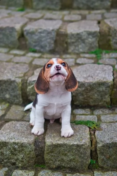 (3)cuccioli di beagle cioccolato con pedigree | Foto 2