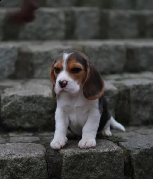 (3)cuccioli di beagle cioccolato con pedigree | Foto 1