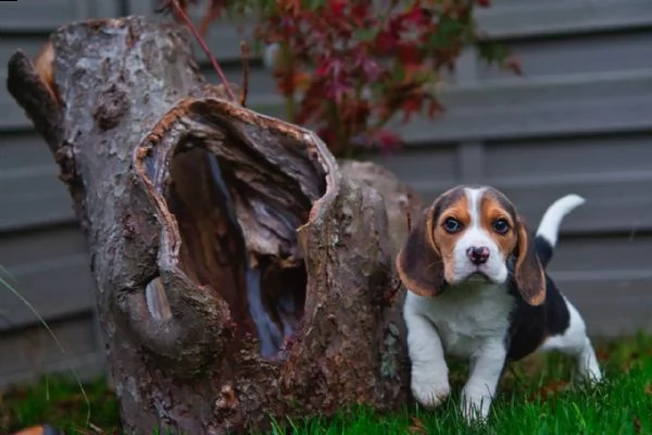 (3)cuccioli di beagle cioccolato con pedigree | Foto 0