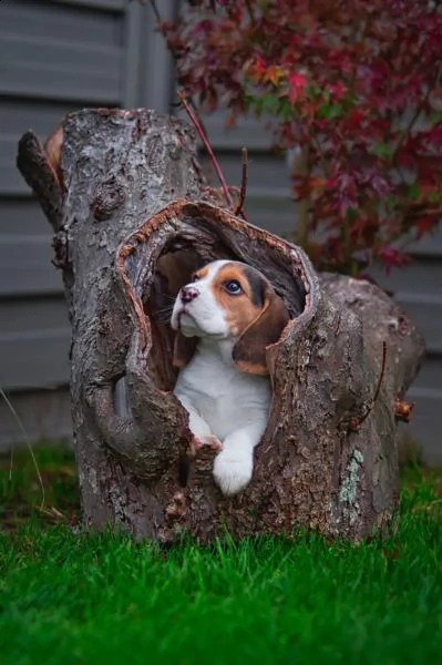 (3)cuccioli di beagle cioccolato con pedigree