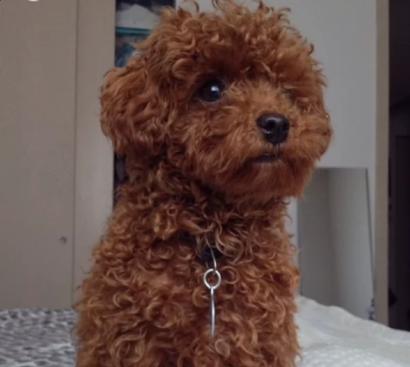 regalo barboncino  mini toy:::::