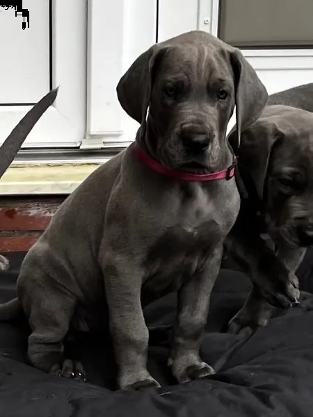 4 disponibili cucciole di alano con pedigree | Foto 4