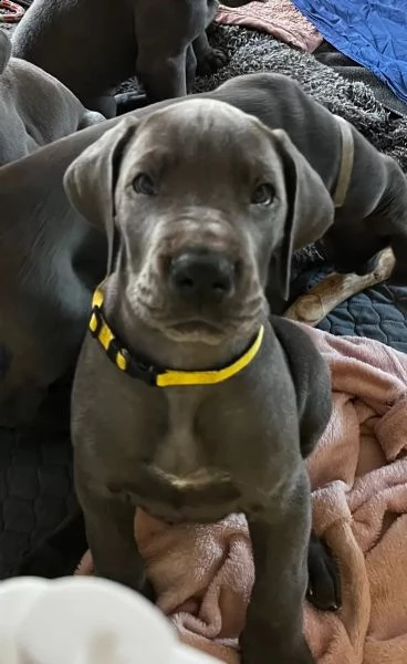 4 disponibili cucciole di alano con pedigree | Foto 3