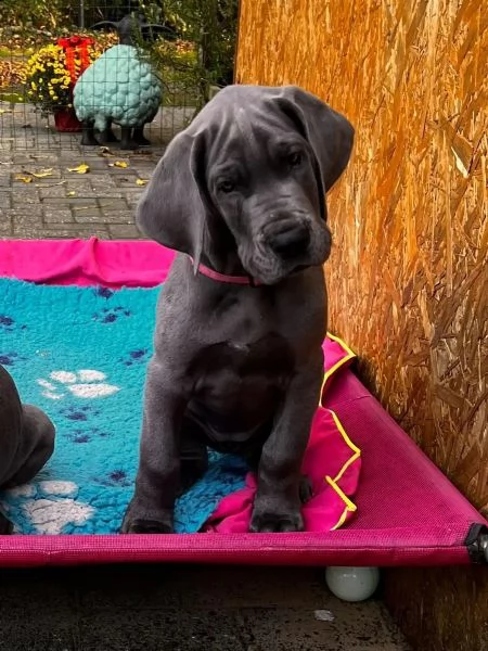 4 disponibili cucciole di alano con pedigree | Foto 2