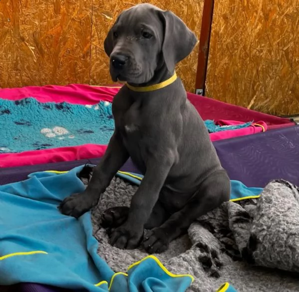 4 disponibili cucciole di alano con pedigree | Foto 1