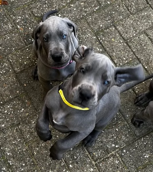 4 disponibili cucciole di alano con pedigree