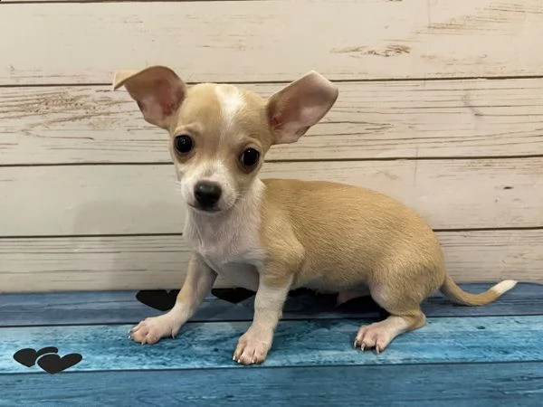  regalo chihuahua cuccioli meravigliosi ! 