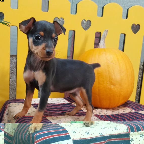 regalo cuccioli di pinscher